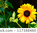 One wheel of sunflower 117388460