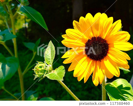 One wheel of sunflower 117388460