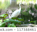 A cool looking egret 117388461