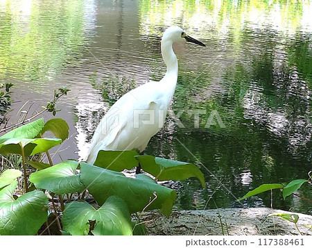 A cool looking egret 117388461