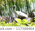 Egret relaxing by the water 117388464