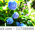 Blue and pink hydrangea 117388466