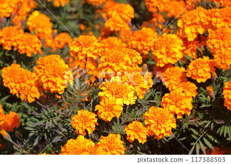 橘色萬壽菊花花壇《埼玉》 117388503