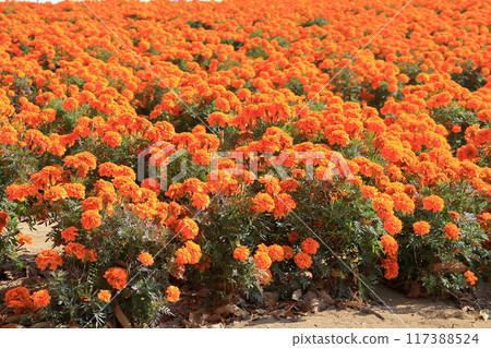 橘色萬壽菊花花壇《埼玉》 117388524