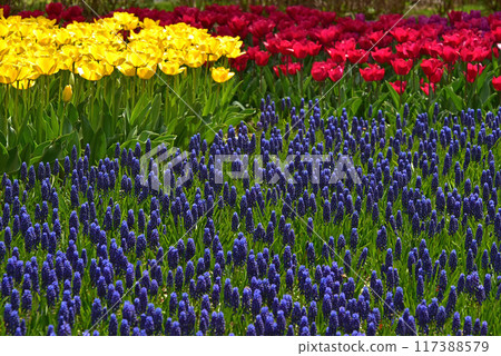 Pretty tulip fields 117388579