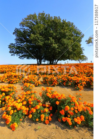 Marigold Hill Park (Saitama) 117388617