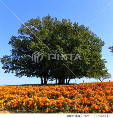 Marigold Hill Park (Saitama) 117388618