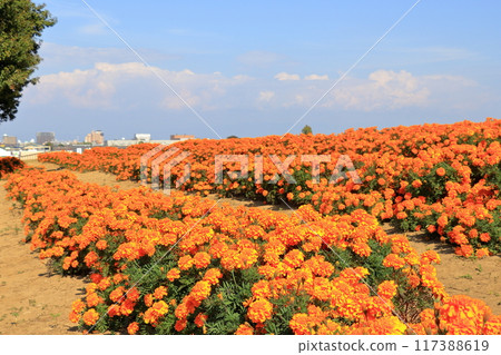 Marigold Hill Park (Saitama) 117388619