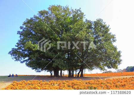 Marigold Hill Park (Saitama) 117388620