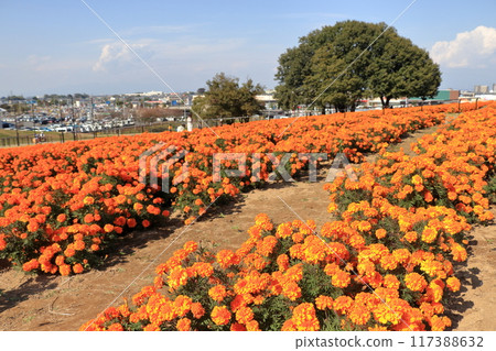 Marigold Hill Park (Saitama) Marigold Hill Park (Saitama) 117388632