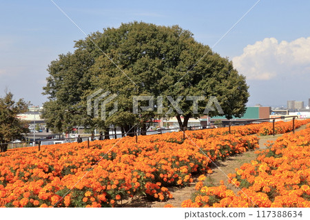 Marigold Hill Park (Saitama) Marigold Hill Park (Saitama) 117388634