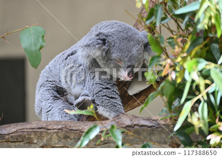 Koalas at Tama Zoological Park 117388650