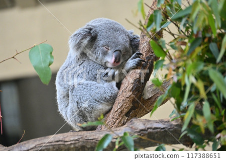 Koalas at Tama Zoological Park 117388651