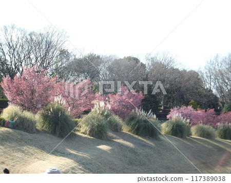 Early spring at Sagamihara Asamizo Park Early spring at Sagamihara Asamizo Park 117389038