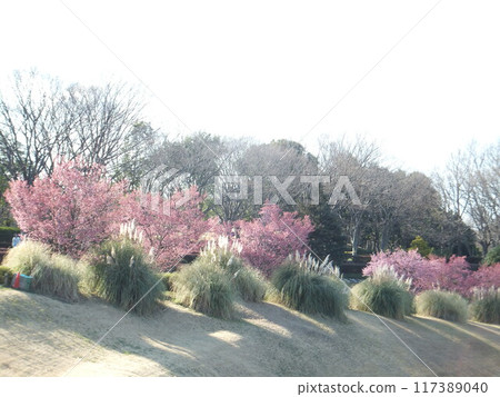 相模原麻溝公園的早春 相模原麻溝公園的早春 117389040