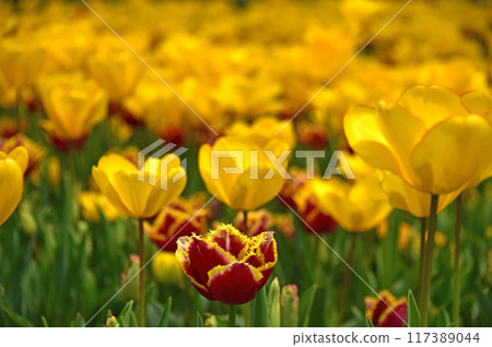Pretty tulips 117389044