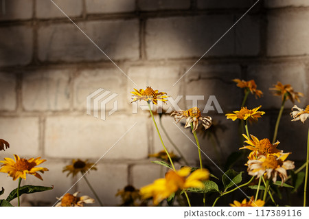 Yellow daisy like flowers near a brick building wall in sunset light casting warm shadows 117389116