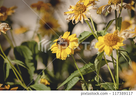 Bumblebee sitting on a yellow flower near a building wall in sunset light casting warm shadows 117389117
