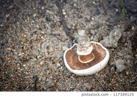 White mushroom lying on a sandy ground upside down showing a texture under the head 117389120