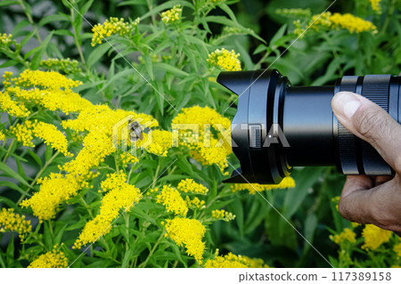 Photographer's hand with a modern DSLR camera shoots a bumblebee on yellow flowers in nature on summer day surrounded by greenery 117389158