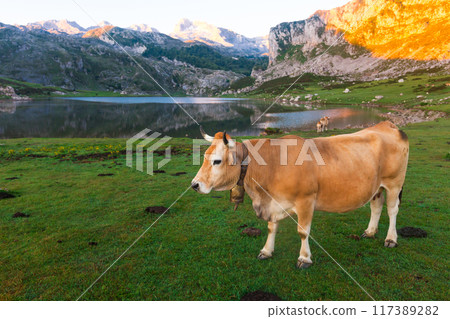 Cow of the Asturian mountain breed sits on a lawn in a national park at sunset Cow of the Asturian mountain breed sits on a lawn in a national park at sunset 117389282