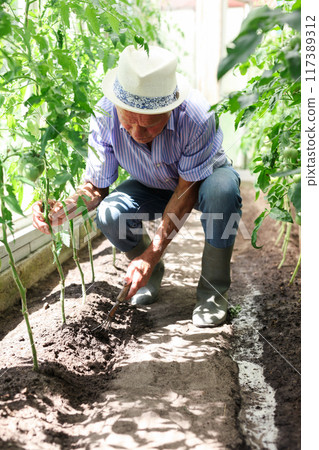 Elderly man weeds tomato beds in a greenhouse Elderly man weeds tomato beds in a greenhouse 117389312