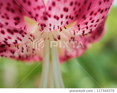 Pink Kanoko lilies blooming in August 117389379
