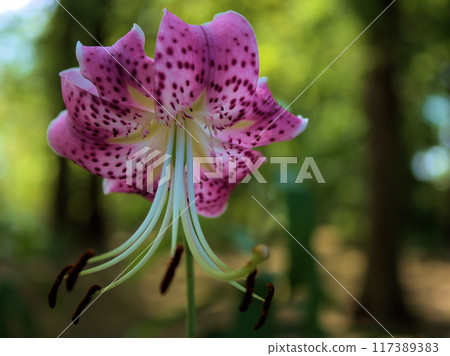 Pink Kanoko lilies blooming in August 117389383