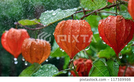 Ground cherries wet with rain Ground cherries wet with rain 117389986