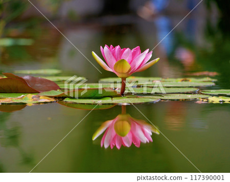 Pink water lily in a pond reflected in water. Lotus blossom in botanical garden. Nymphaea Pygmaea Attraction Paul Heriot side view 117390001