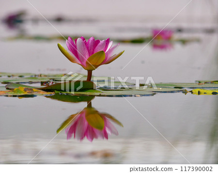 Pink water lily in a pond reflected in water. Lotus blossom in botanical garden. Nymphaea Pygmaea Attraction Paul Heriot side view Pink water lily in a pond reflected in water. Lotus blossom in botanical garden. Nymphaea Pygmaea Attraction Paul Heriot side view 117390002
