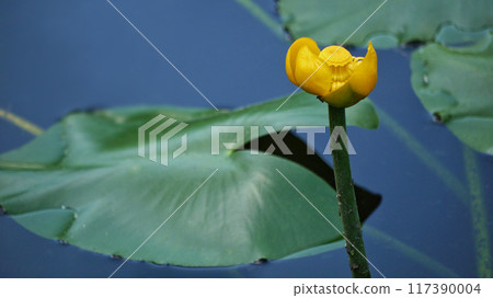 Nuphar Lutea Brandy Bottle yellow water lily in a pond side view Nuphar Lutea Brandy Bottle yellow water lily in a pond side view 117390004