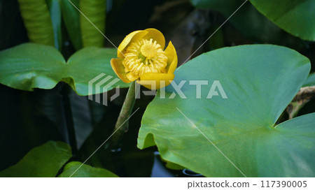 Nuphar Lutea Brandy Bottle yellow water lily in a pond top view 117390005