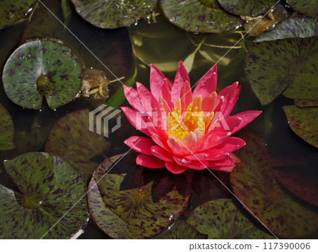Pink water lily in a pond. Lotus blossom in botanical garden. Nymphaea Pygmaea Attraction Paul Heriot top view 117390006