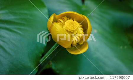 Nuphar Lutea Brandy Bottle yellow water lily in a pond top view 117390007