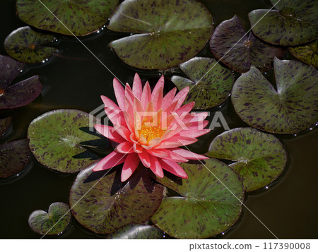 Pink water lily in a pond. Lotus blossom in botanical garden. Nymphaea Pygmaea Attraction Paul Heriot top view 117390008