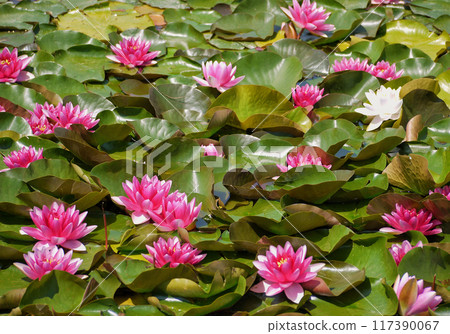 Pink water lily in a pond. Lotus blossom in botanical garden. Nymphaea Pygmaea Attraction Paul Heriot top view Pink water lily in a pond. Lotus blossom in botanical garden. Nymphaea Pygmaea Attraction Paul Heriot top view 117390067