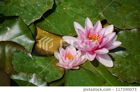 Pink water lily in a pond. Lotus blossom in botanical garden. Nymphaea Pygmaea Attraction Paul Heriot top view Pink water lily in a pond. Lotus blossom in botanical garden. Nymphaea Pygmaea Attraction Paul Heriot top view 117390073