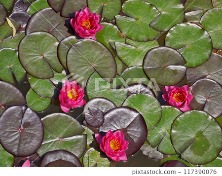 Pink water lily in a pond. Lotus blossom in botanical garden. Nymphaea Pygmaea Attraction Paul Heriot top view Pink water lily in a pond. Lotus blossom in botanical garden. Nymphaea Pygmaea Attraction Paul Heriot top view 117390076