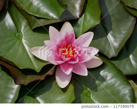 Pink water lily in a pond. Lotus blossom in botanical garden. Nymphaea Pygmaea Attraction Paul Heriot top view Pink water lily in a pond. Lotus blossom in botanical garden. Nymphaea Pygmaea Attraction Paul Heriot top view 117390079