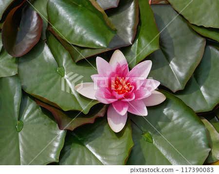 Pink water lily in a pond. Lotus blossom in botanical garden. Nymphaea Pygmaea Attraction Paul Heriot top view Pink water lily in a pond. Lotus blossom in botanical garden. Nymphaea Pygmaea Attraction Paul Heriot top view 117390083