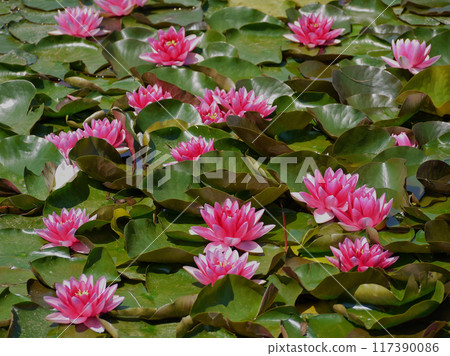 Pink water lily in a pond. Lotus blossom in botanical garden. Nymphaea Pygmaea Attraction Paul Heriot top view Pink water lily in a pond. Lotus blossom in botanical garden. Nymphaea Pygmaea Attraction Paul Heriot top view 117390086