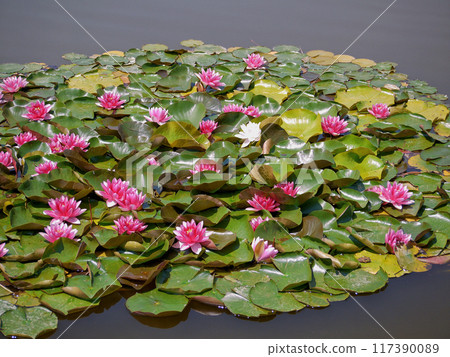Pink water lily in a pond. Lotus blossom in botanical garden. Nymphaea Pygmaea Attraction Paul Heriot top view Pink water lily in a pond. Lotus blossom in botanical garden. Nymphaea Pygmaea Attraction Paul Heriot top view 117390089