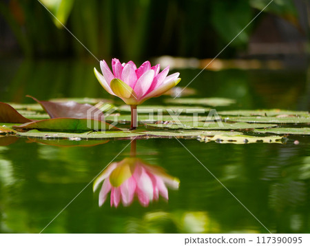Pink water lily in a pond reflected in water. Lotus blossom in botanical garden. Nymphaea Pygmaea Attraction Paul Heriot side view Pink water lily in a pond reflected in water. Lotus blossom in botanical garden. Nymphaea Pygmaea Attraction Paul Heriot side view 117390095