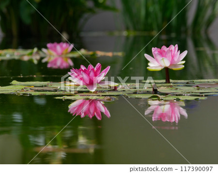 Pink water lily in a pond reflected in water. Lotus blossom in botanical garden. Nymphaea Pygmaea Attraction Paul Heriot side view Pink water lily in a pond reflected in water. Lotus blossom in botanical garden. Nymphaea Pygmaea Attraction Paul Heriot side view 117390097