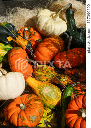 colorful gourds and pumpkins in various shapes and sizes, resting on a bed of straw, autumn harvest 117390200