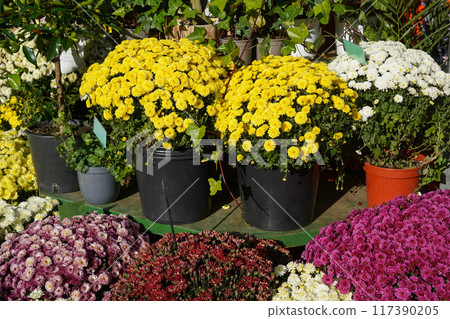 various chrysanthemum plants in full bloom, featuring yellow, white, and purple flowers in pots arranged on a garden bench various chrysanthemum plants in full bloom, featuring yellow, white, and purple flowers in pots arranged on a garden bench 117390205