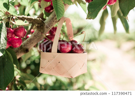 Ripe juicy cherry berry in wicker basket on tree in cherry garden 117390471