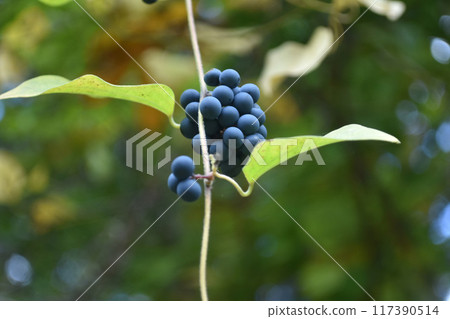 Fruit of Aotutsurafuji 117390514