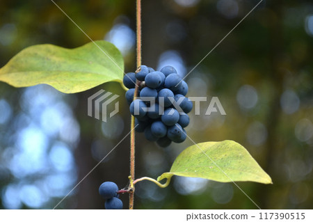 Fruit of Aotutsurafuji 117390515